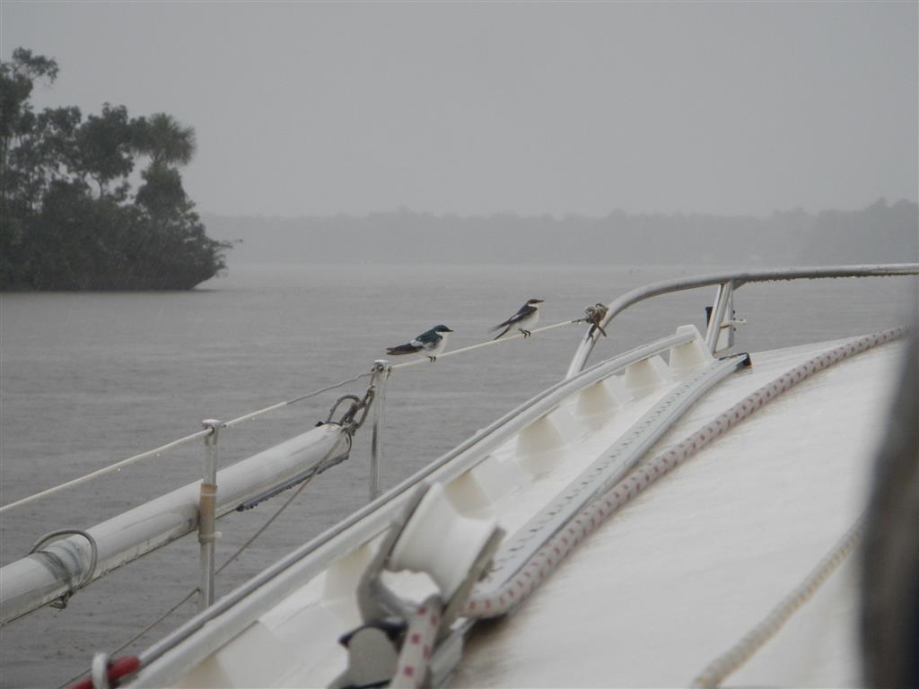 Die Vögel sitzen gerne überall auf unser Schiff...