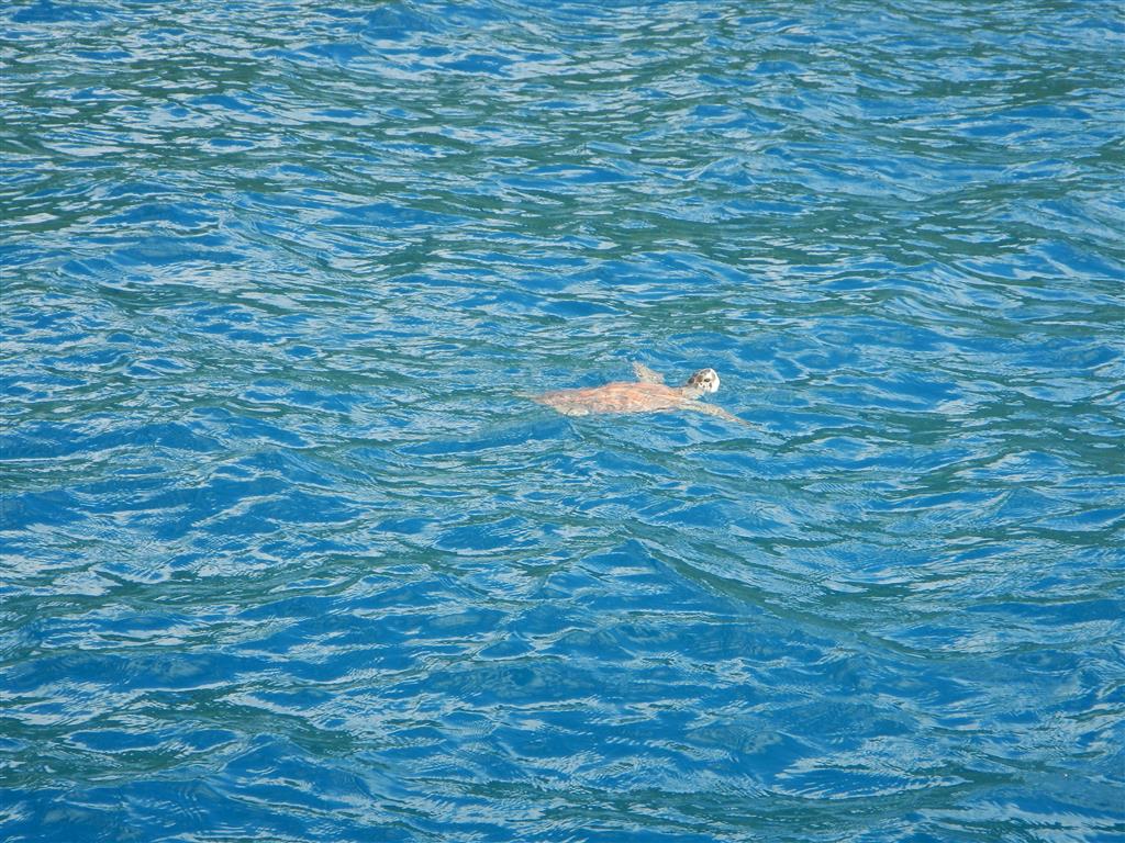 eine Schildkröte schwimmt an unserem Schiff vorbei