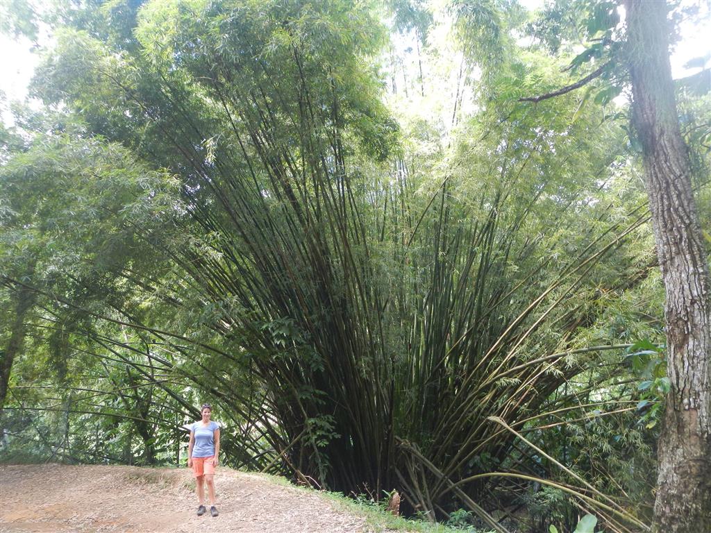 Riesige Bambus-Sträucher!