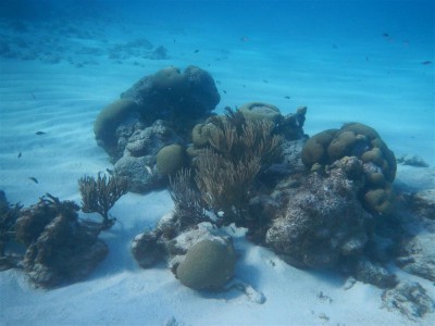 Unterwasseraufnahmen von den Tobago Cays