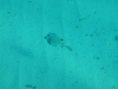 Ein Kofferfisch wartet auf Nahrung, die ein Rochen beim Eingraben in den Sand aufwirbelt