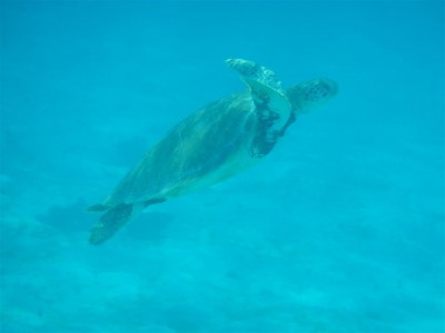 Schildkröte beim Auftachen. Stundenlang könnten wir ihr zuschauen.