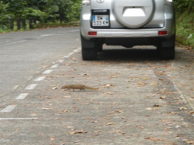 Weiß jemand was das für ein lustiges Tierchen ist?