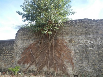 die Natur erobert das Fort zurück