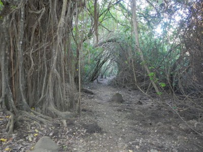 toller Weg am Rande des Sumpfgebietes im Nationalpark vom Dominica